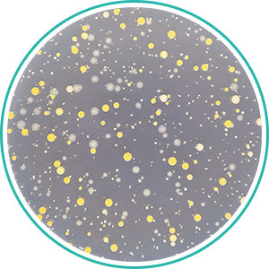 殺菌力を実験で確認